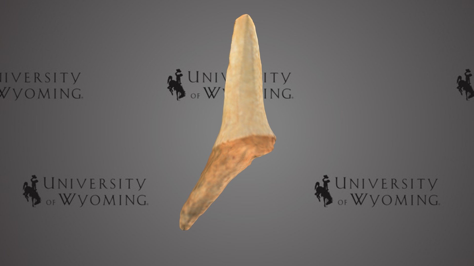 UW 46350 I - Chondrichthyes, Tooth