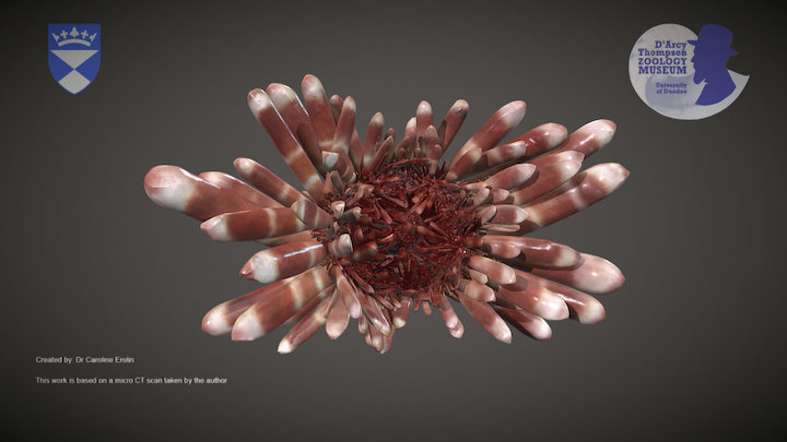 Pencil Urchin – Kostenloses 3D-Modell STL