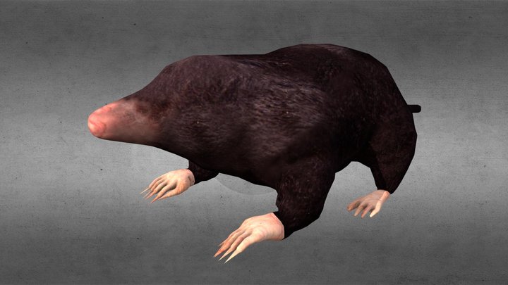 Animal-Mole 3D Model