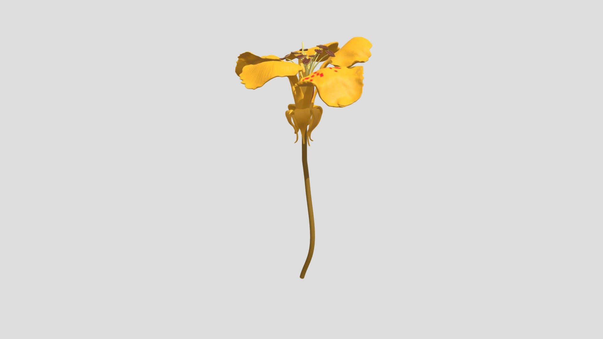 palo verde flower - 3D model by BillSing [c4e7efe] - Sketchfab