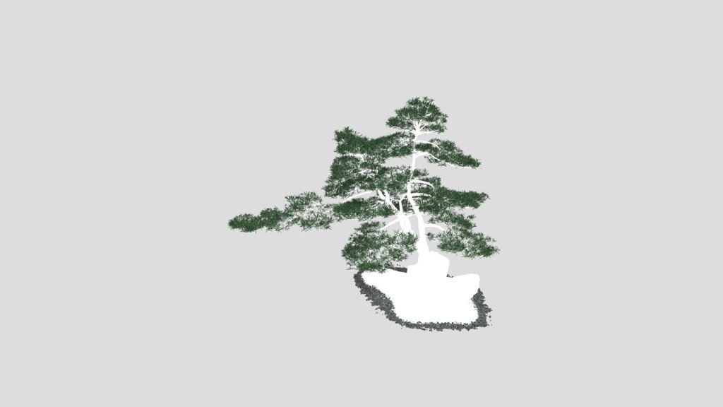 Buddhist Pine Harmony