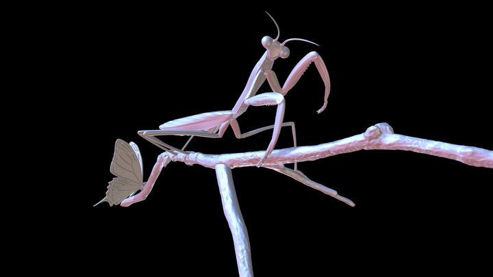 Mantis　蟷螂 3D Model