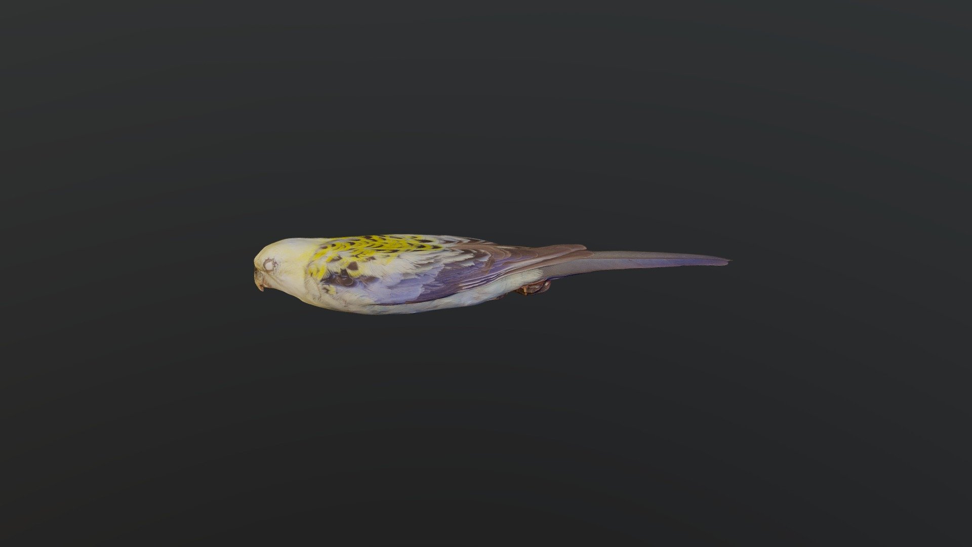 Pale-headed Rosella - Platycercus adscitus