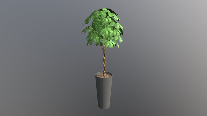 Schafflera Abricola Tree 3D Model
