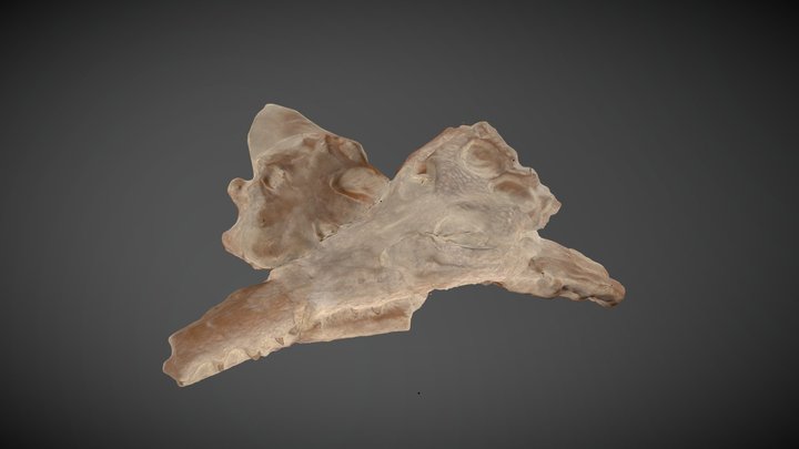 Tertiary Gharial 3D Model