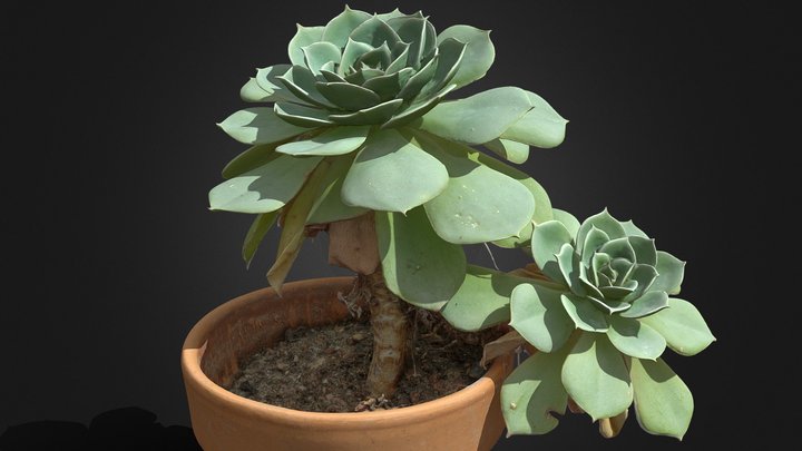 Vase with Succulent Plant  .::RAWscan::. 3D Model