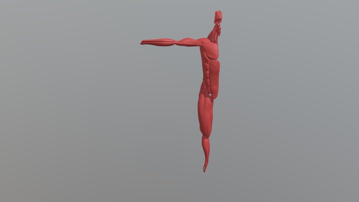 Muscle 3D Model
