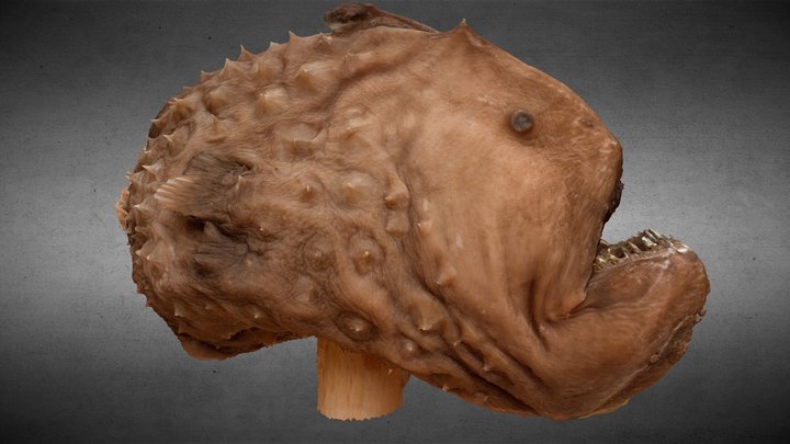 Himantolophus groenlandicus 3D Model