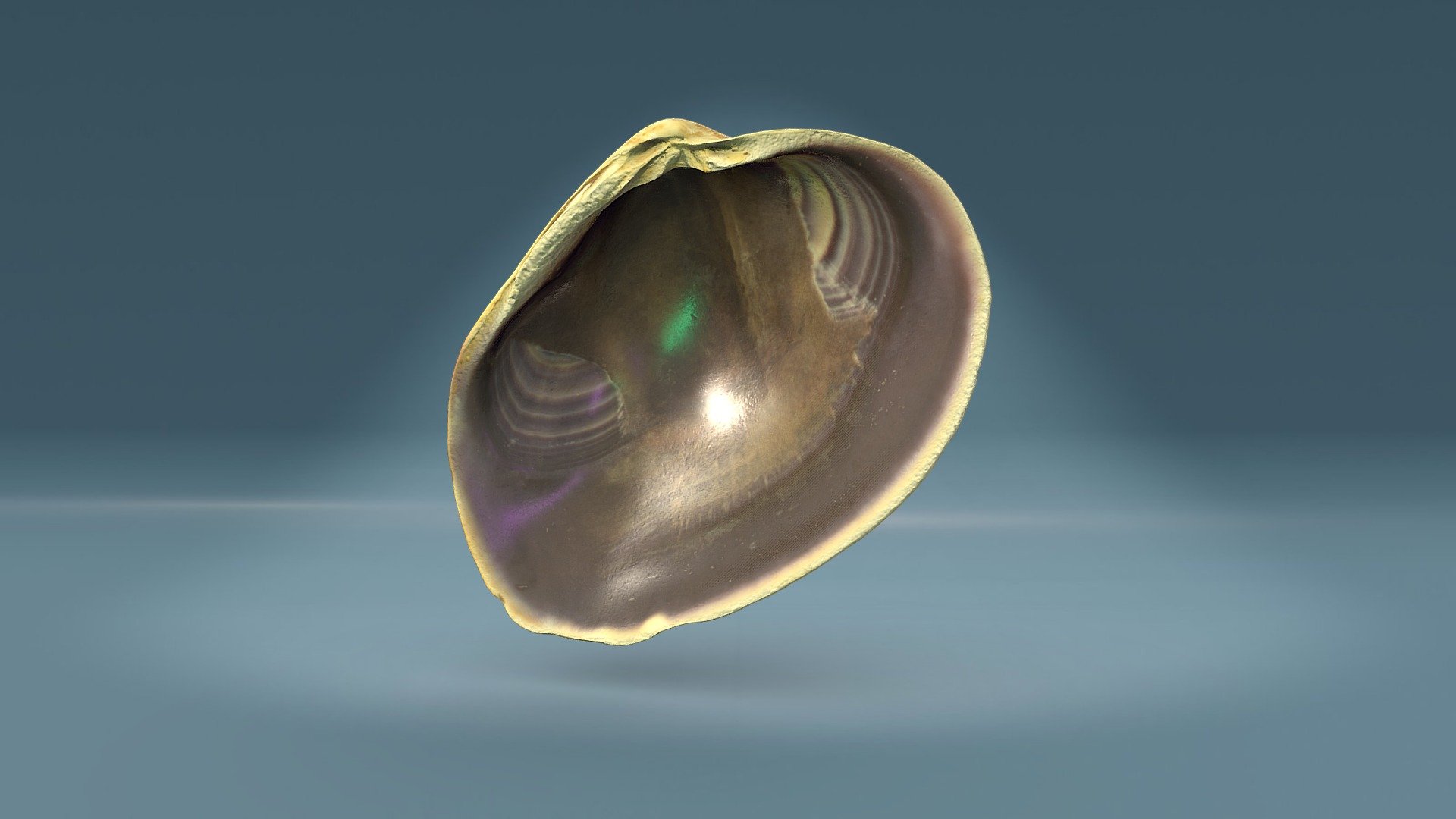 Clam Shell Buy Royalty Free 3d Model By Photogramgear C4fc5d2 Sketchfab Store