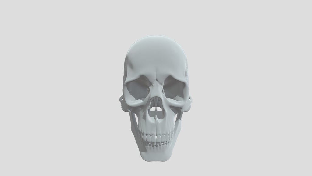 human skull