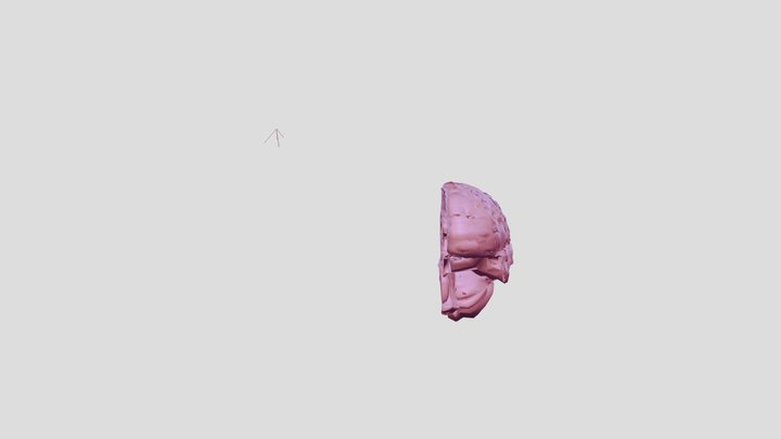 Sophiebrain 3D Model