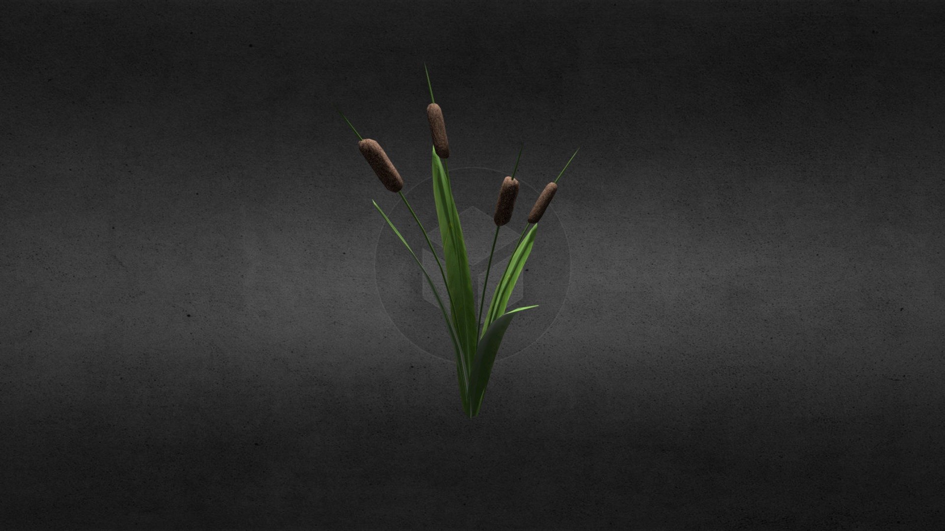 Cattail Plant