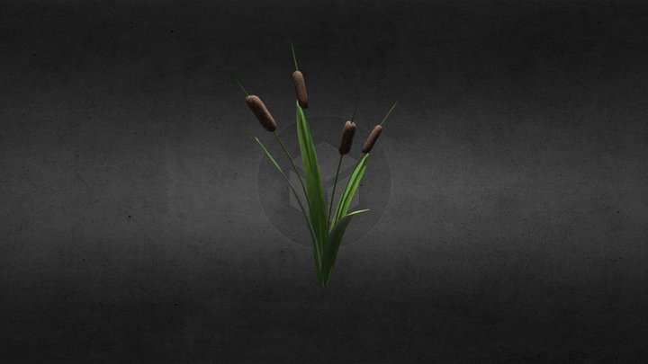 Cattail Plant 3D Model