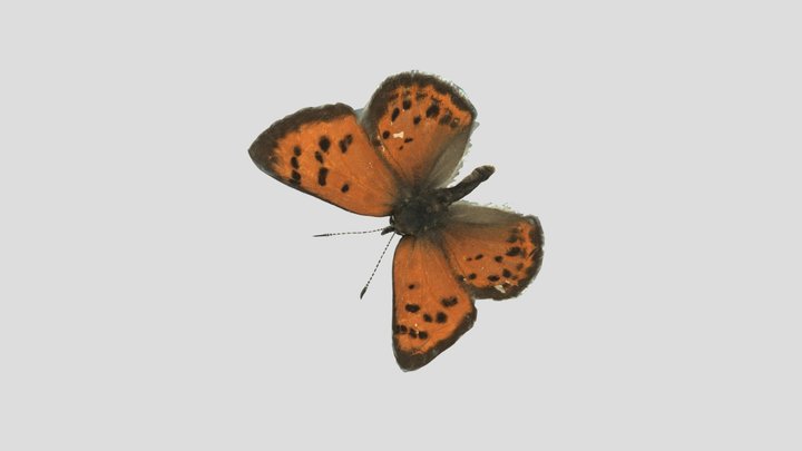 Copper Butterfly 3D Model