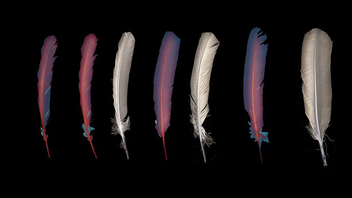 Birds feather 3D Model