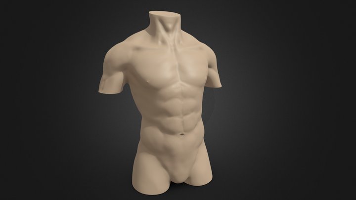Human Anatomy: Male Torso 3D Model