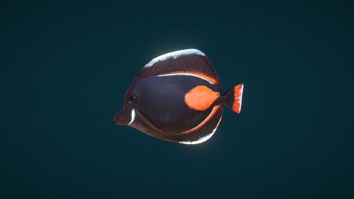 Tropical Fish 3D Model