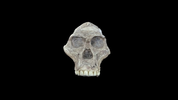 Australopithecus africanus "Mrs. Ples" STS 5 3D Model