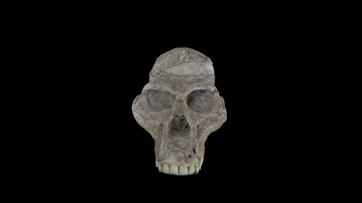 Australopithecu africanus "Mrs. Ples" STS 5 3D Model