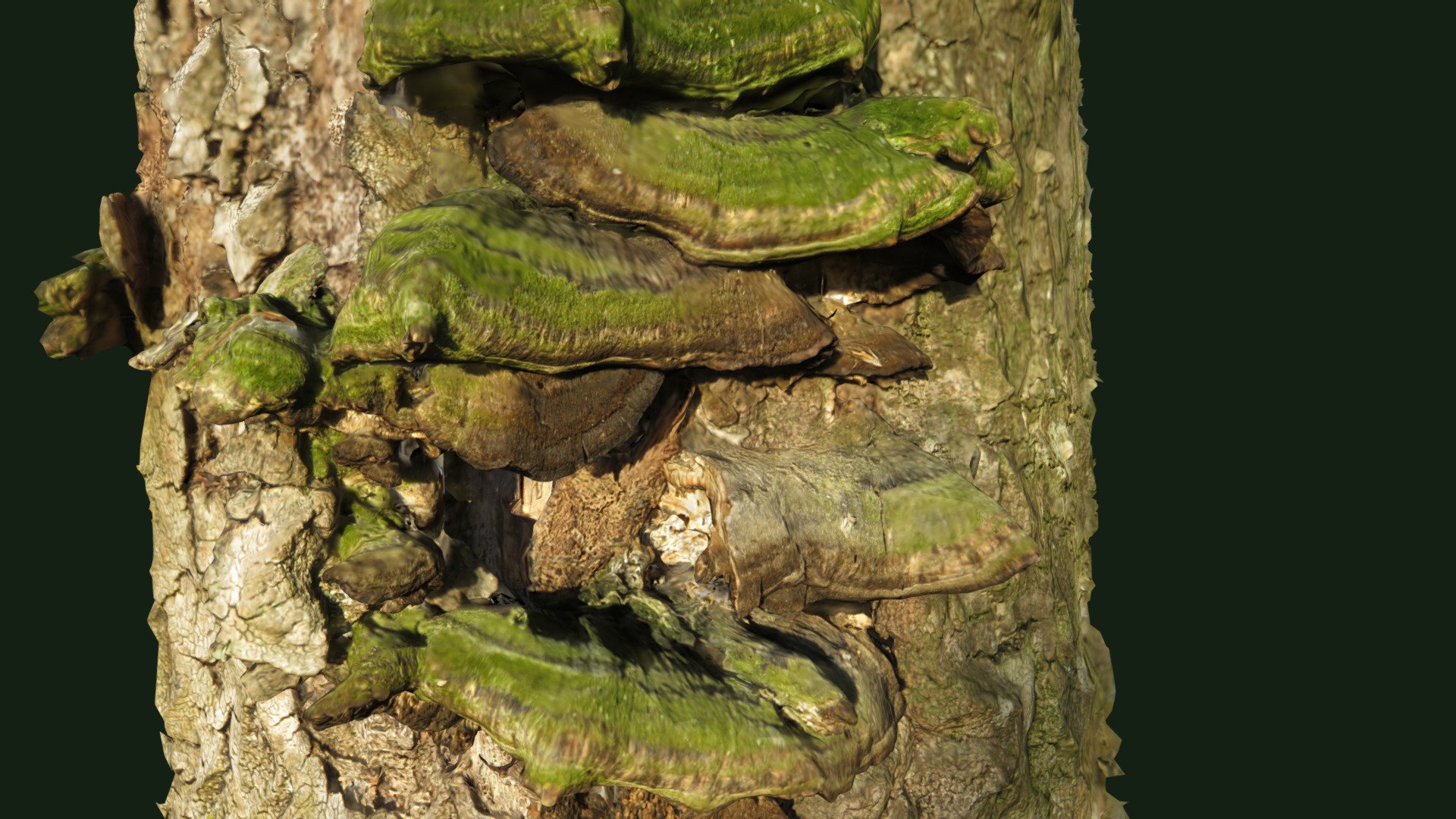 Mushroom Fomes fomentarius after 5 years