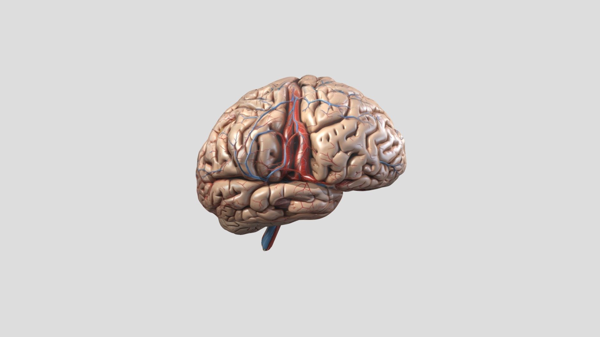 Brain - Download Free 3D model by dcreamp [c51b432] - Sketchfab