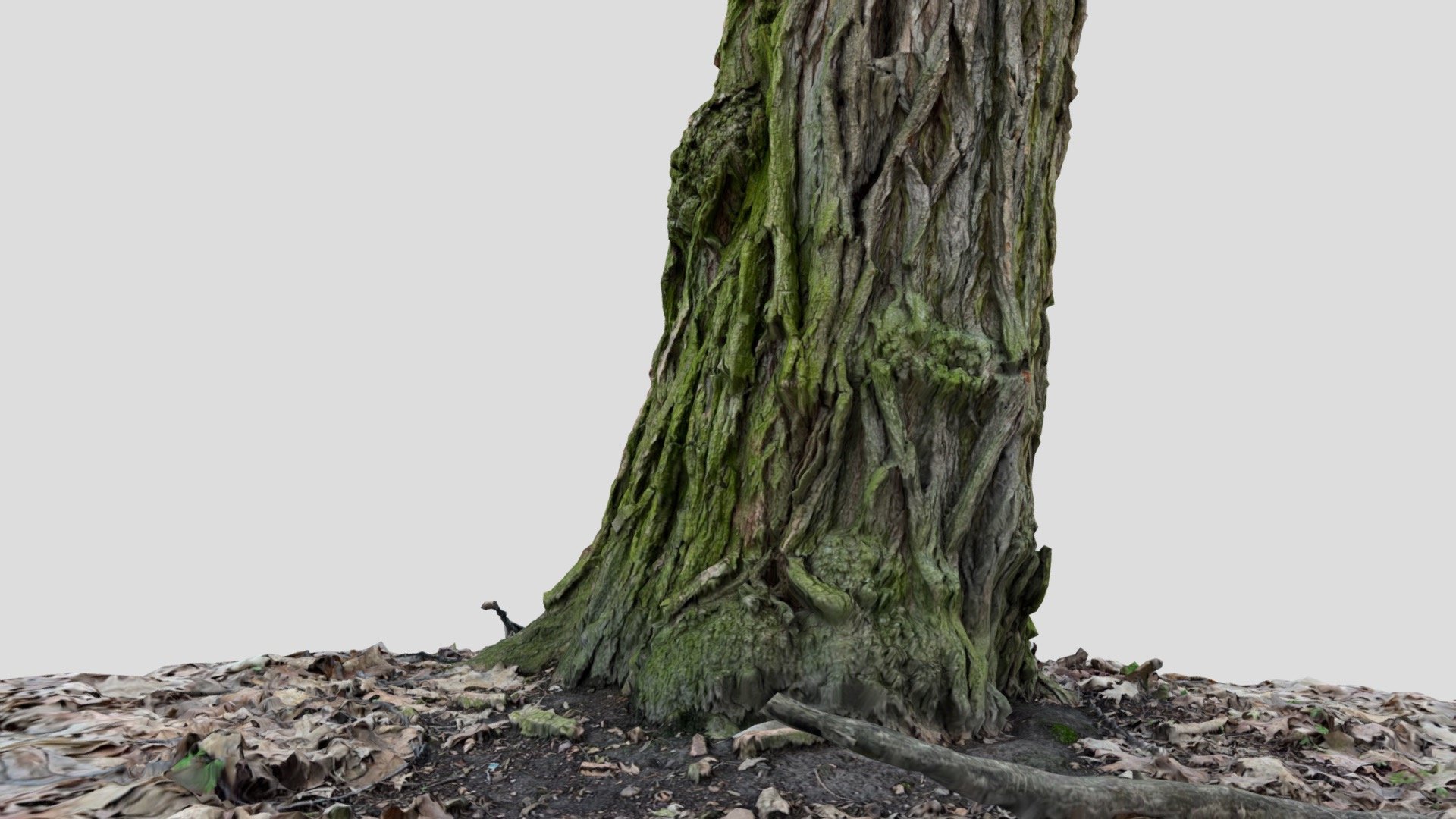 Acacia trunk - Download Free 3D model by ScanMe [c521eb0] - Sketchfab