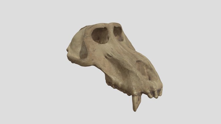Crâne 30 3D Model