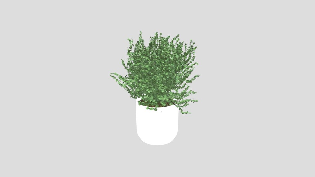 Potted Thyme Plant