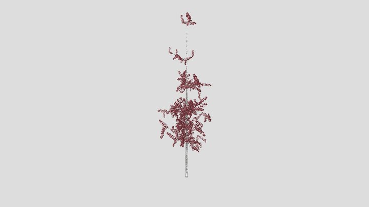 Birch Tree 3D Model