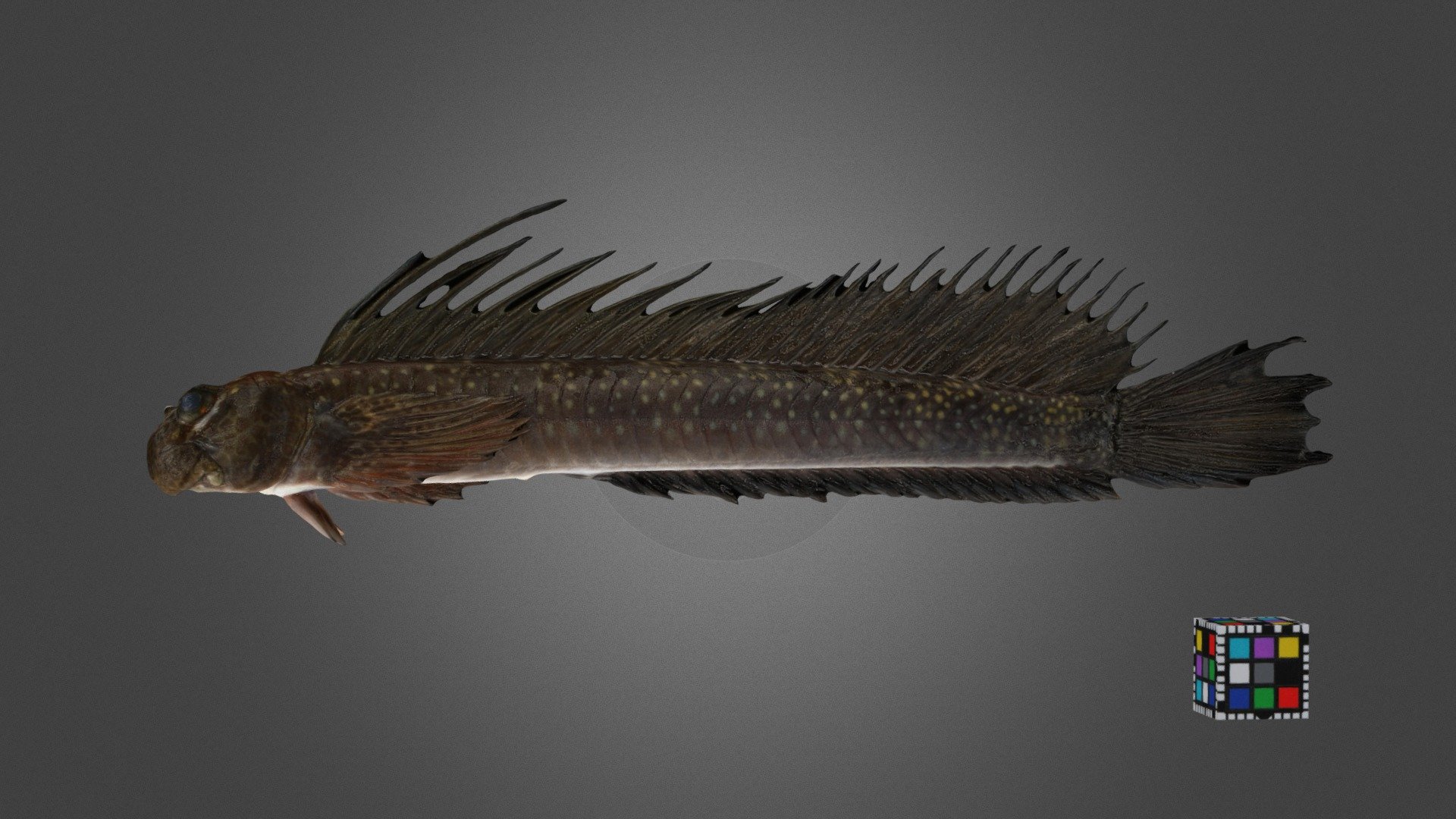 ヨダレカケ Four-fingered Lipsucker, A. tetradactyla