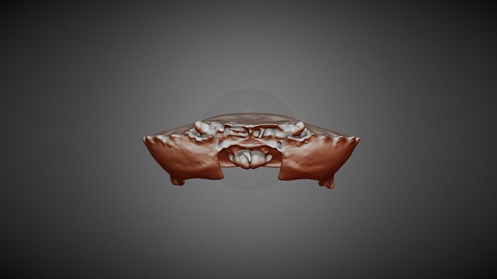 Carapace of a Velvet Swimmer Crab, Necora puber 3D Model