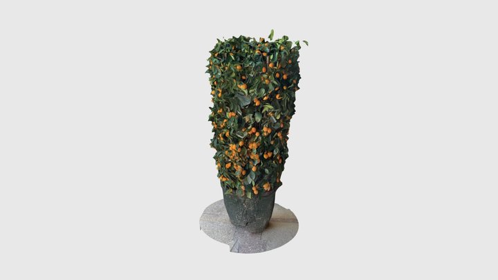 Chinese orange 3D Model