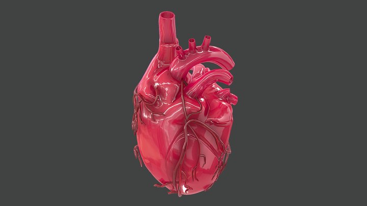 High Poly Human Heart Anatomy 3D Model