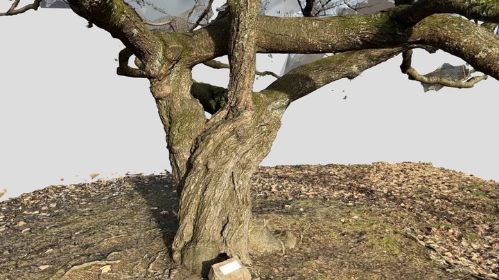 Agassiz BC Canada - Pioneer Park Tree 3D Model