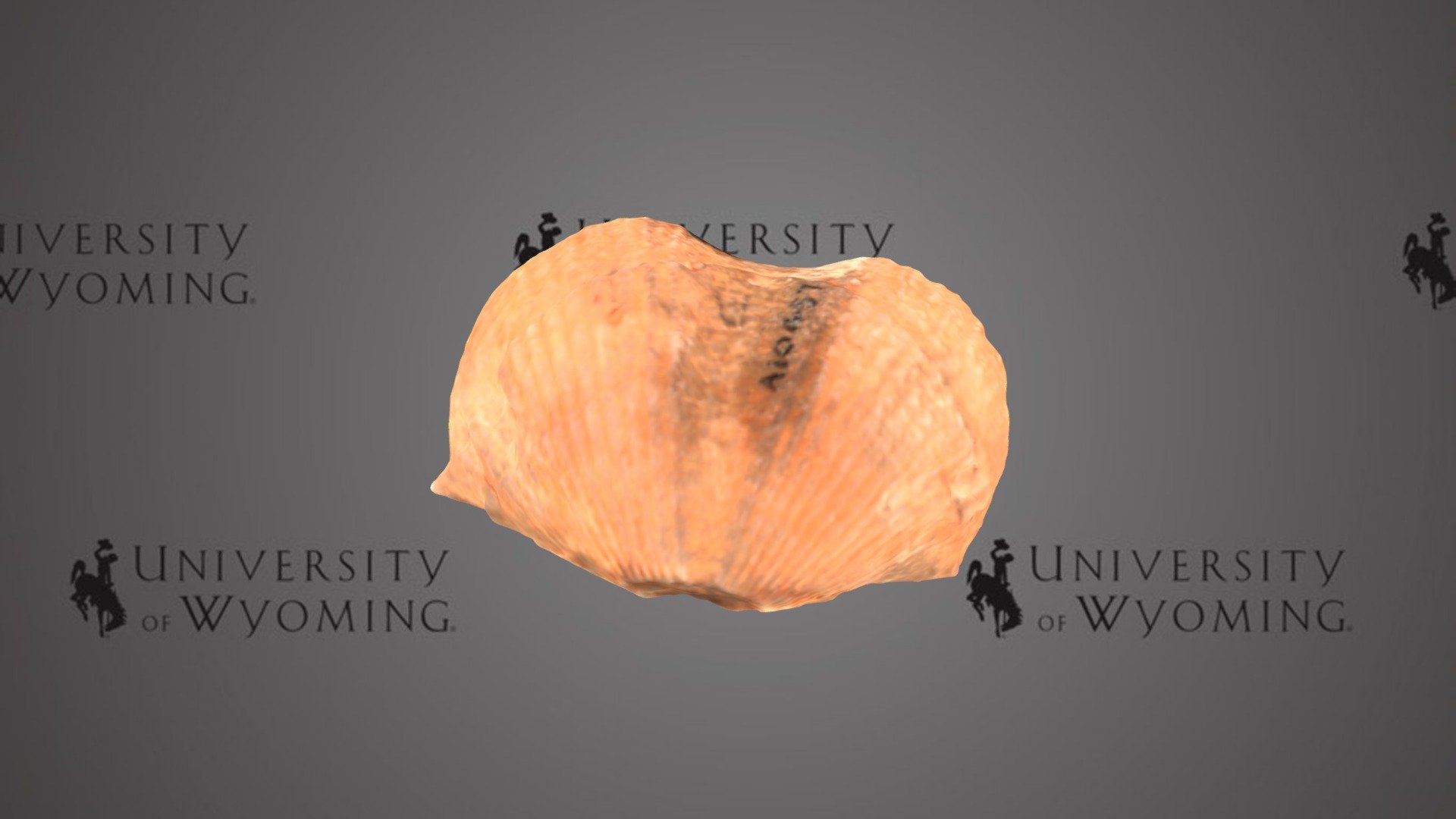 UW-A10457_A, Platyrachella oweni, Brachiopod