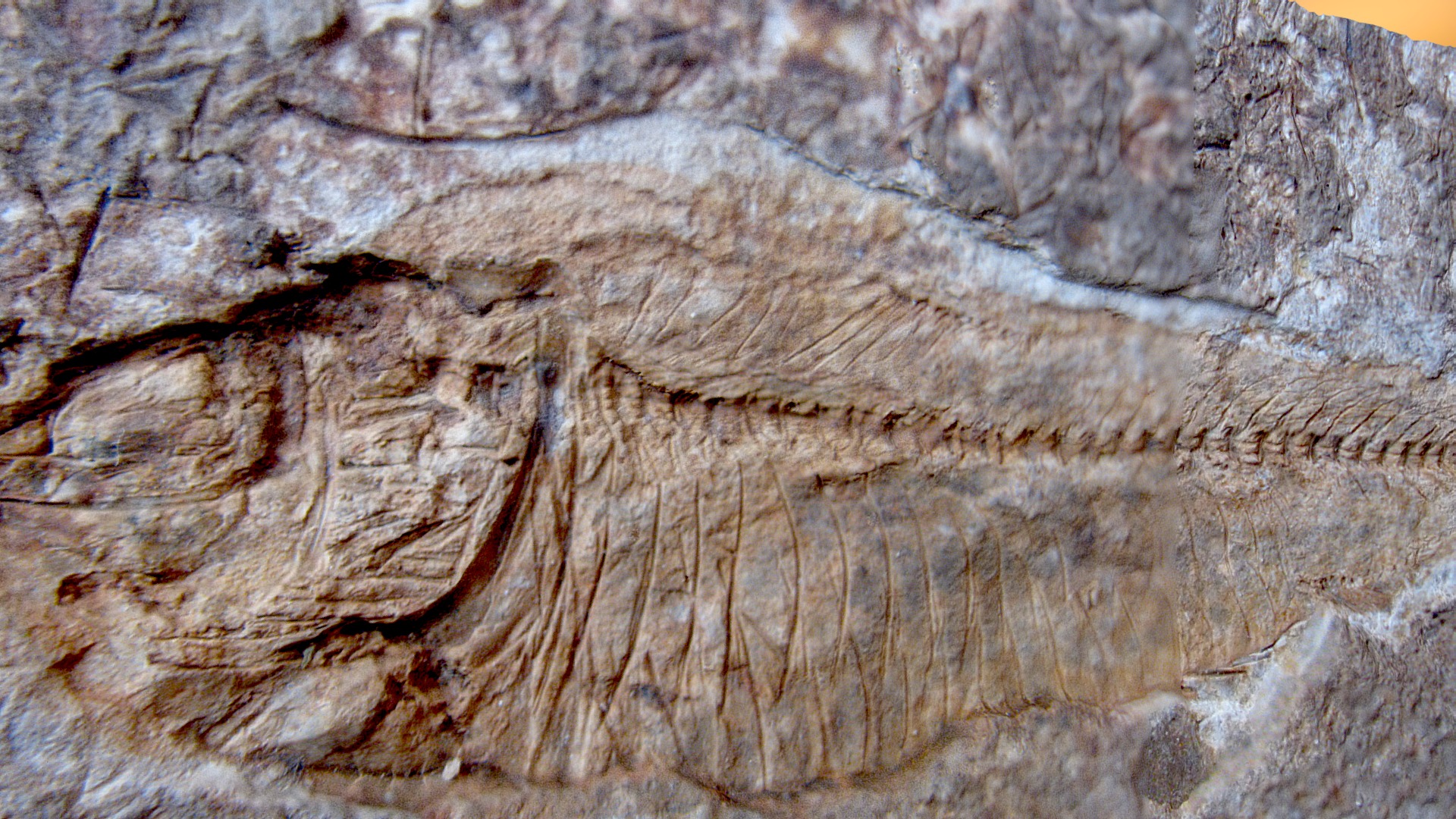 3D model Fish  Fossil - This is a 3D model of the Fish  Fossil. The 3D model is about a close-up of a rock.