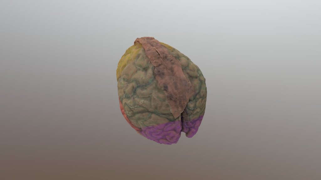Brain_Colored - 3D model by HBLL-Sciref [c53da05] - Sketchfab