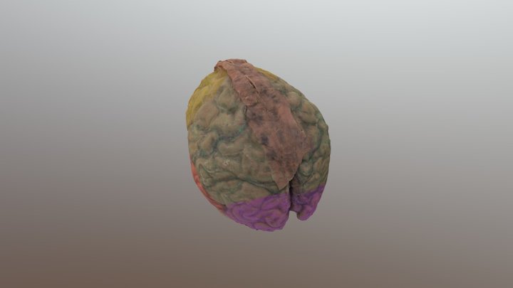 Brain_Colored 3D Model