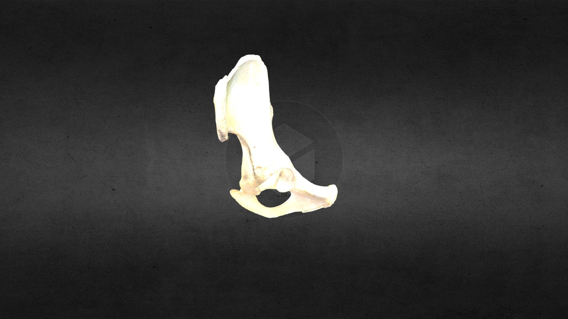 MSCC007 Ursus americanus Left Pelvis