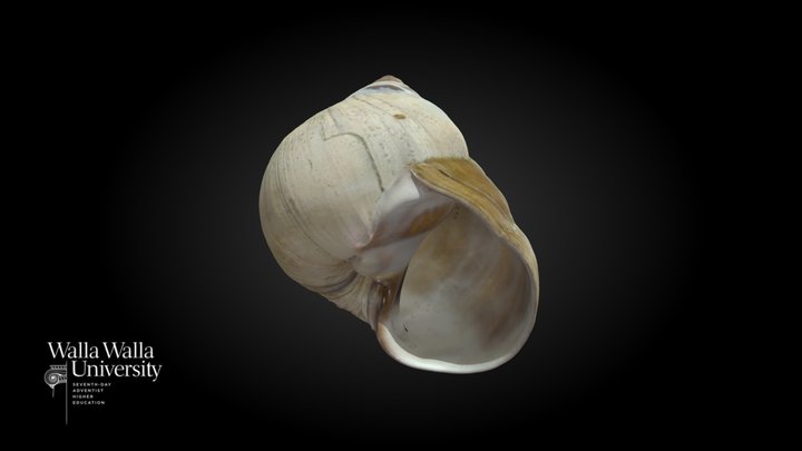 Lewis' Moon Snail without operculum 3D Model
