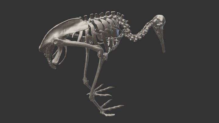Skeleton Photogrammetry - for 3d printing STL 3D Model