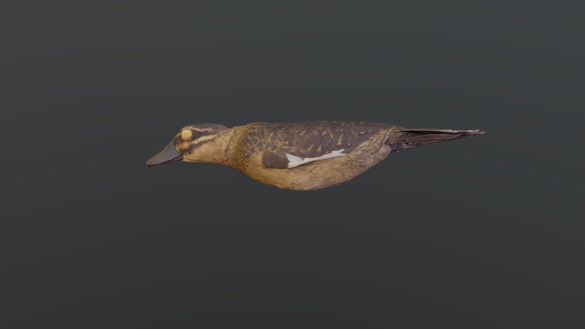 Masked Duck - Oxyura dominica