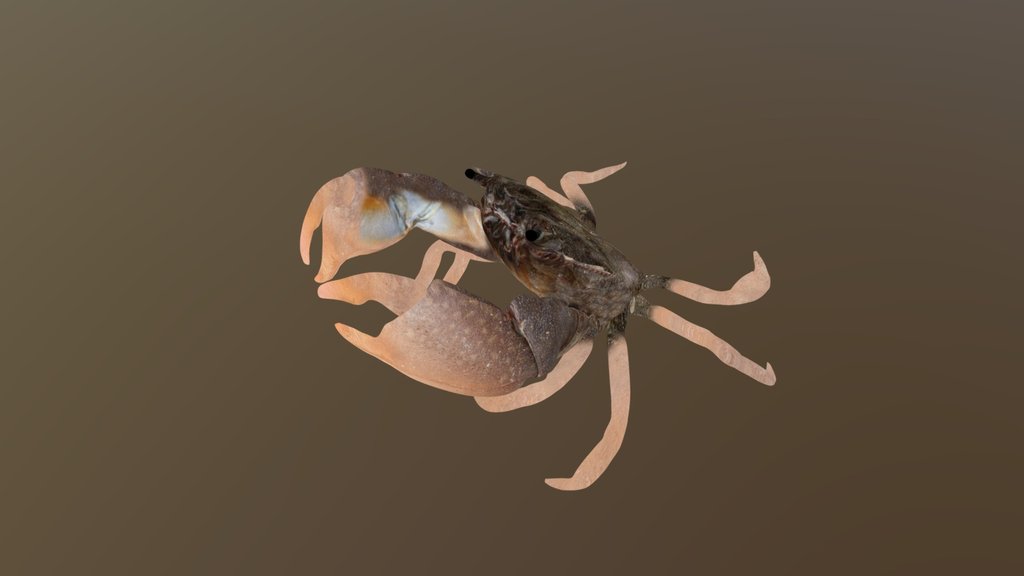 Rocky Shore Crab