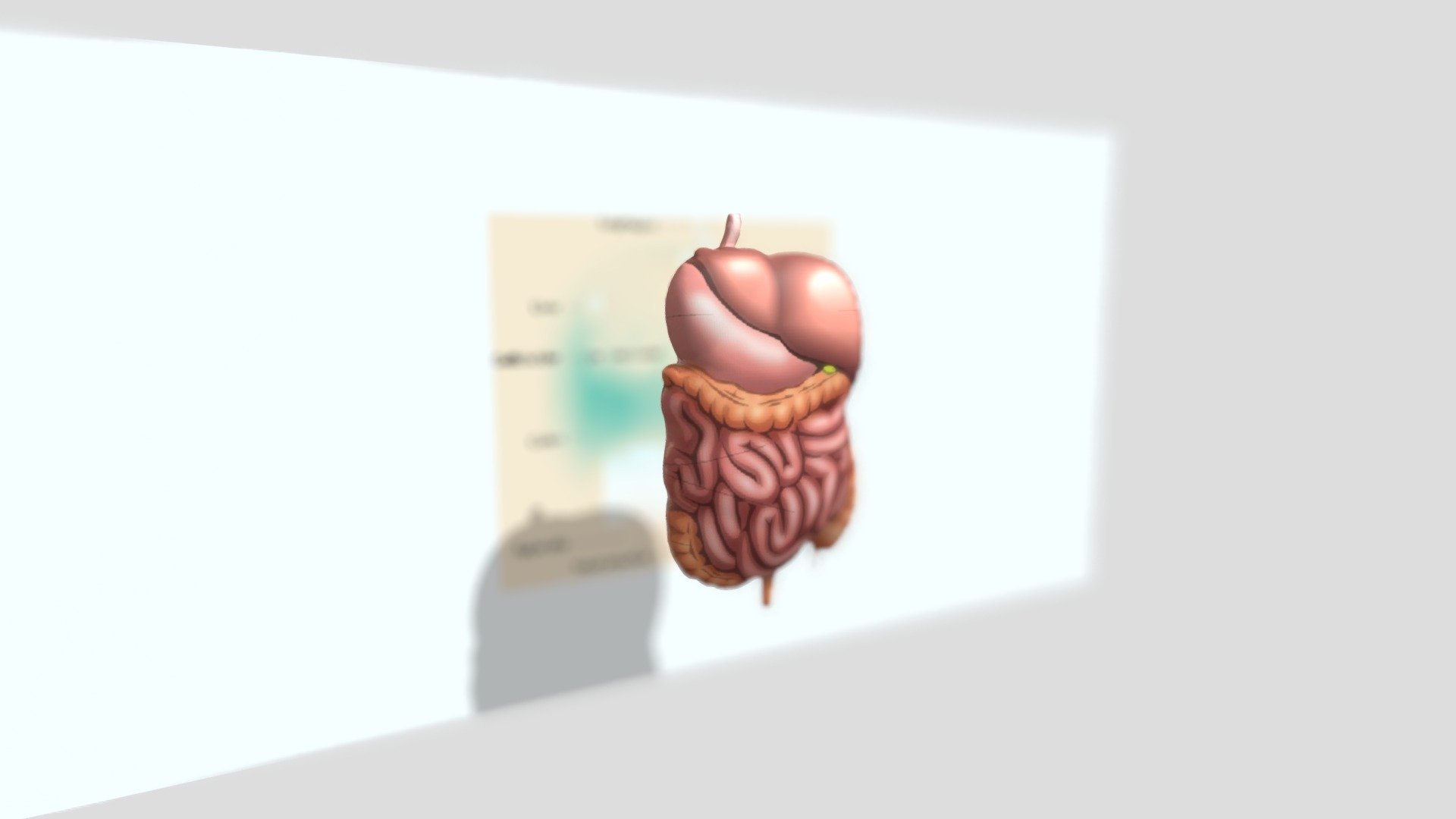 Human Anatomi Organ
