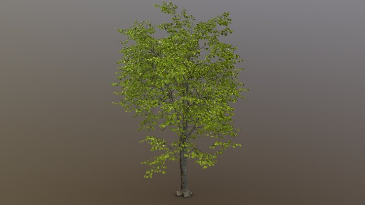 Realistic tree_V 02 3D Model