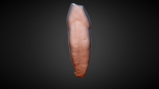 Anglo-Saxon Central Incisor 3D Model
