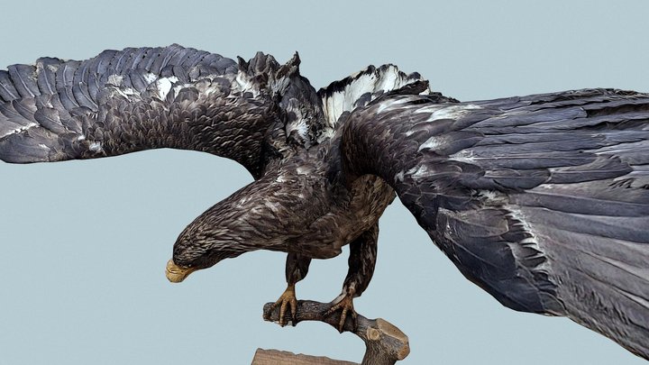 Eagle Mesh 3D Model