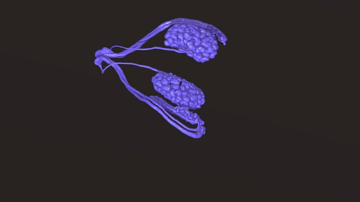 test 3D Model