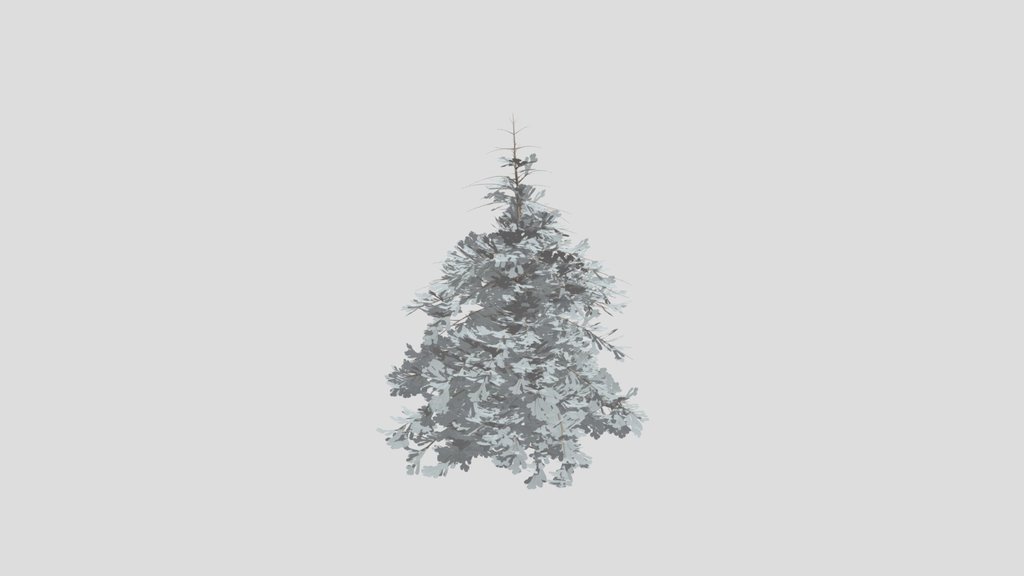Abies Alba Silver Fir Small Sapling
