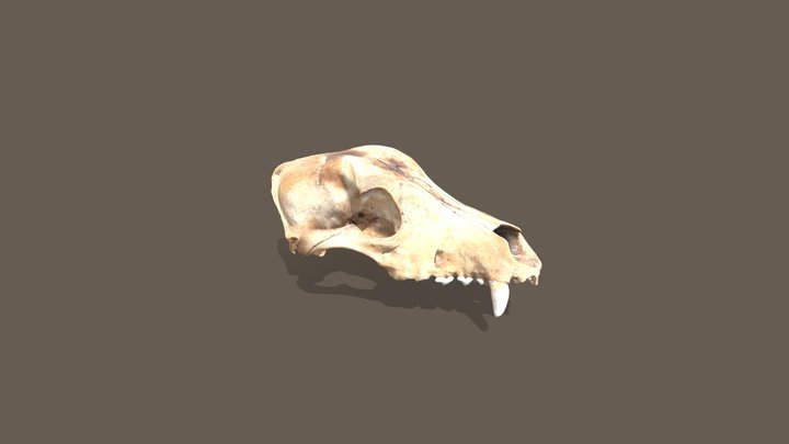 Cráneo 3D Model